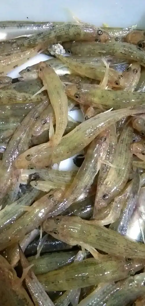 本地淡水山坑鱼仔,货源充足,鲜活冷冻,日采日售,顺.