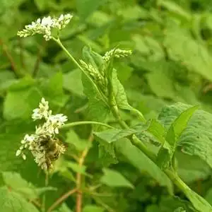 野荞麦苦荞头金荞麦荞麦三七野南荞新鲜现挖干鲜货苗子中药材食用