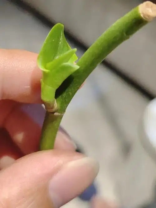 用花箭轻松繁殖蝴蝶兰