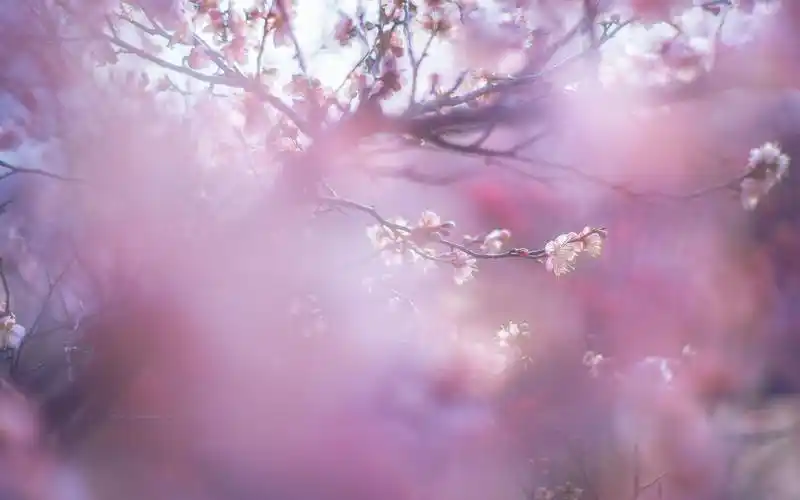 唯美梅花朦胧意境高清桌面壁纸