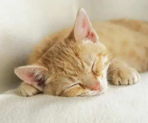 影棚,猫咪,布艺沙发,闭眼睛,闭着眼,闭着眼睛,困,困觉,趴,寝息,睡觉