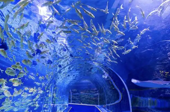 2023深圳观澜海洋世界门票价格 营业时间 游玩项目 购票入口-墙根网