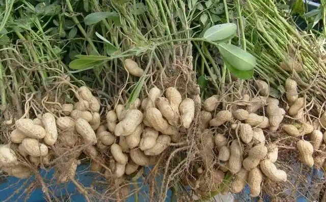 花生的果实为荚果,通常分为大中小三种,形状有蚕茧形,串珠形和曲棍形.