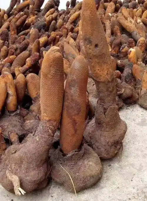 补肾壮阳中药大全养肾补精能收能补延年益寿持续更新中