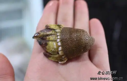 佛手螺我很丑但是我挺好吃