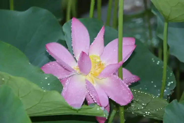 雨后荷花 写美篇雨后荷花,不染一丝尘埃,显得更加清新脱俗,粉红的花瓣