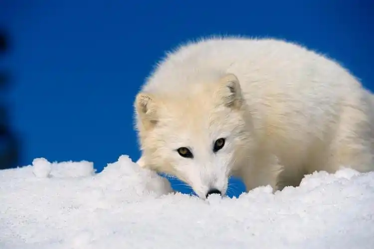 狐狸916期写真-916app官方下载-艾薇波波app破解版(20p)