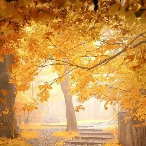 2020带来好运的微信头像风景