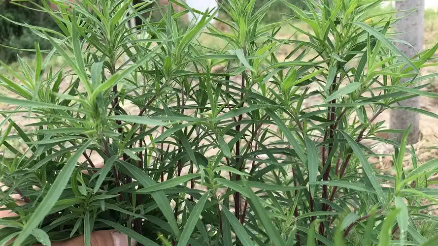 90岁农村长寿爷爷,最爱吃野菜扫帚苗,到底有啥好?懂的人当宝