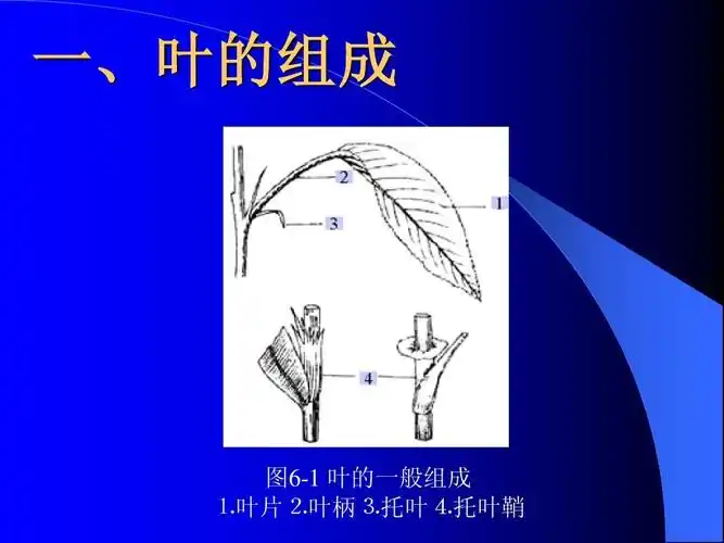 药用植物学课件(叶)ppt