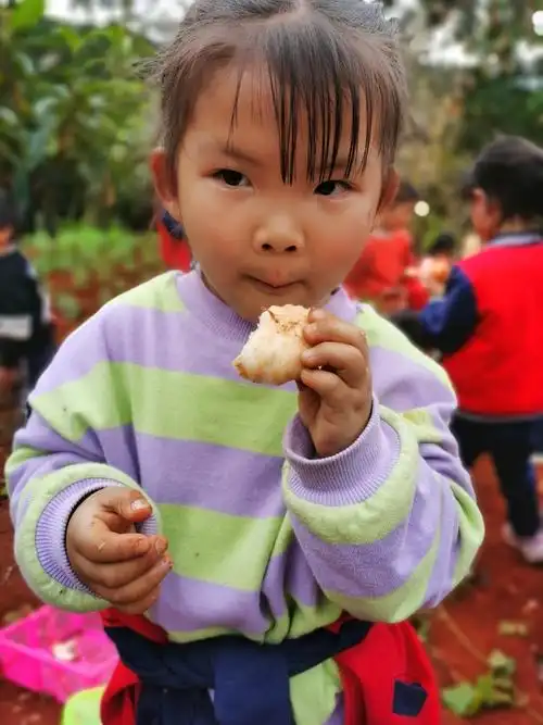 我和地瓜有个约会--金宝贝幼儿园自然课程实践