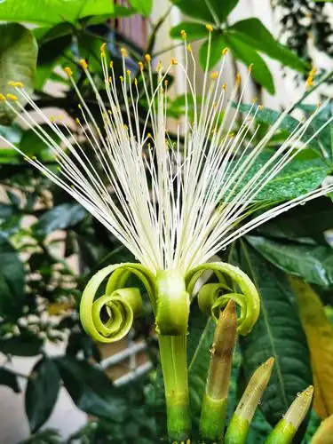 今年发财树又开花