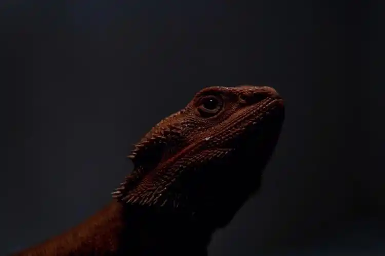 如何饲养鬃狮蜥常见问题寄生虫的防治