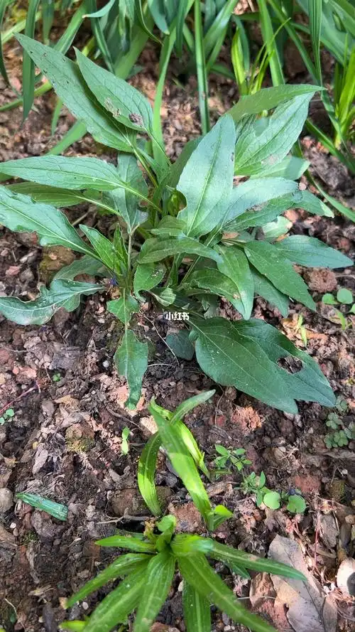 去年露地过冬的松果菊发芽长叶了