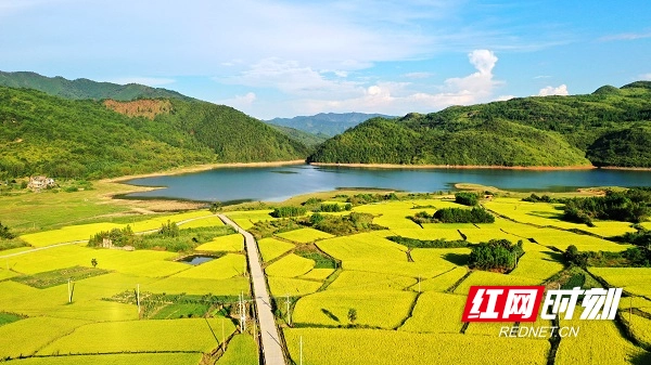 湖南新田:晚稻渐黄 田畴似锦(组图)_新田_永州站