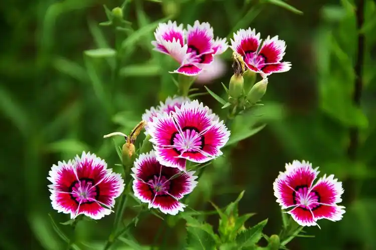 平平淡淡石竹花,它令人们醉浅夏