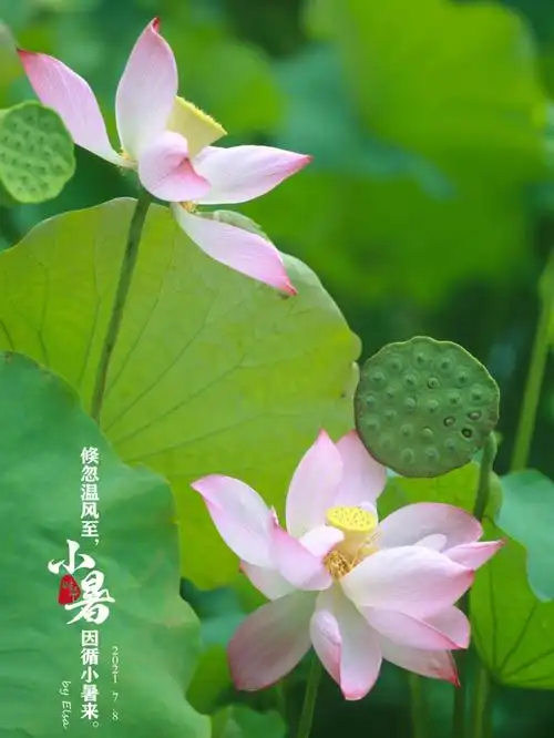 二十四节气之小暑