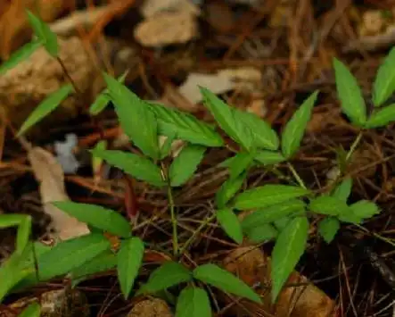 倒钩刺,中药名.为蔷薇科植物三叶悬钩子的全株.分布于云南.