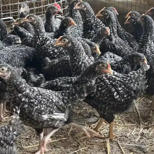 农户散养芦花鸡种鸡出售活体青年芦花鸡价格小鸡苗出售量大包邮