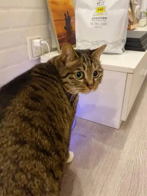 请大数据把我推荐给喜欢白手套狸花猫的家人