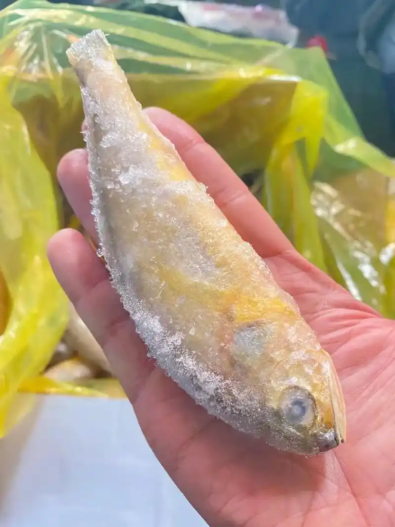 冷冻海鲜之小黄鱼!小黄鱼4/6/2/4规格,品质是看得见的. - 抖音