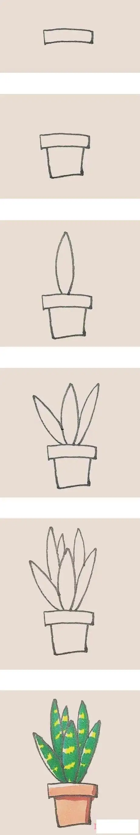 一步一步绘画彩色虎皮兰简笔画画法教程