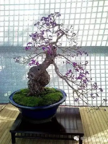 将紫珠做成盆景,真是太美了!_枝条