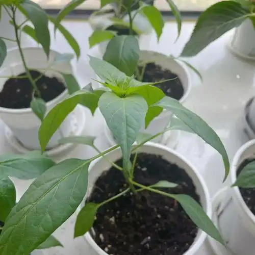 种辣椒的第76天