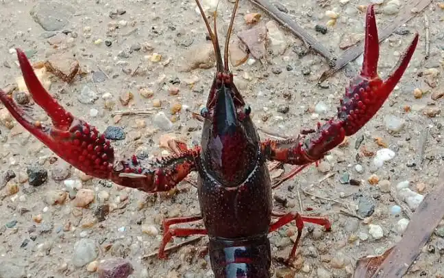 小龙虾河里的野生小龙虾