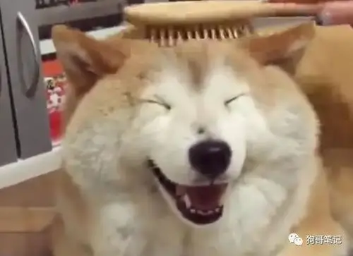 沉迷于梳头的柴犬,满足的小表情点亮了全屏幕