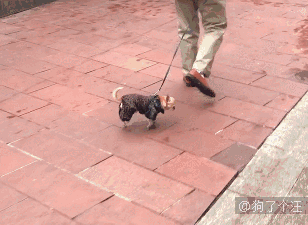 主人带小狗出门散步,结果它走路的方式笑死人了~看得出来杀伤力真的
