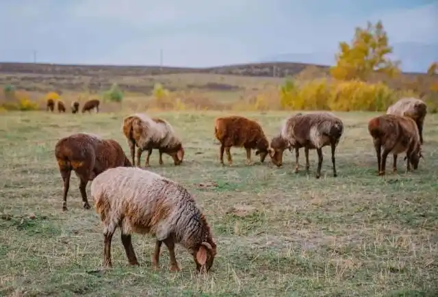 阿勒泰大尾羊毫无疑问是绵羊中最接近"游牧民族"的;它们毛发微卷,四肢