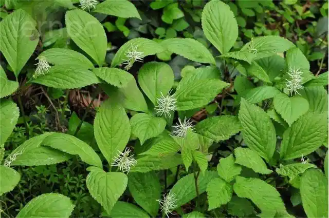 丝穗金粟兰的应用价值