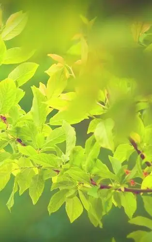 华为手机清新待机壁纸