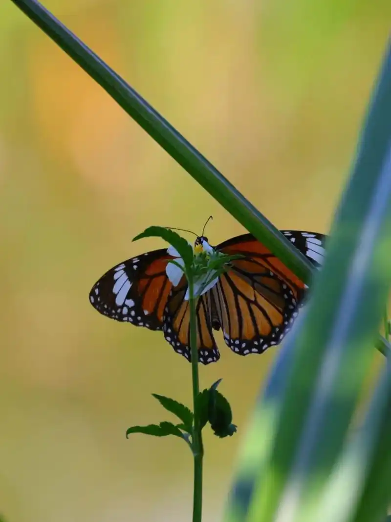 夏日昆虫|虎斑蝶,91的斑纹,带毒的美 虎斑蝶是斑蝴科中的一种,橙