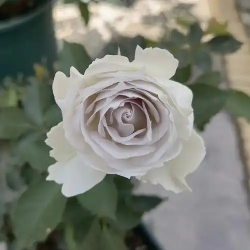 月季品种42加百列大天使