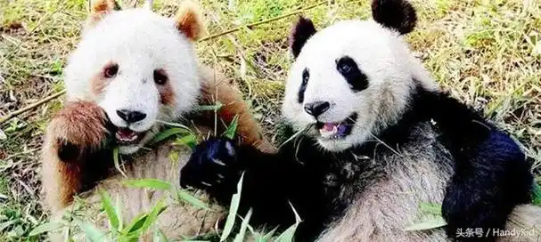 土豪金大熊猫c位出道!能拍彩色照片,没有黑眼圈,极富观众缘