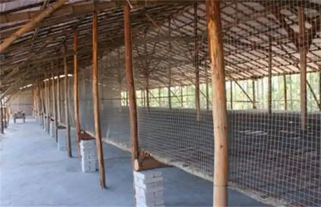 鸡舍潮湿对鸡有什么影响