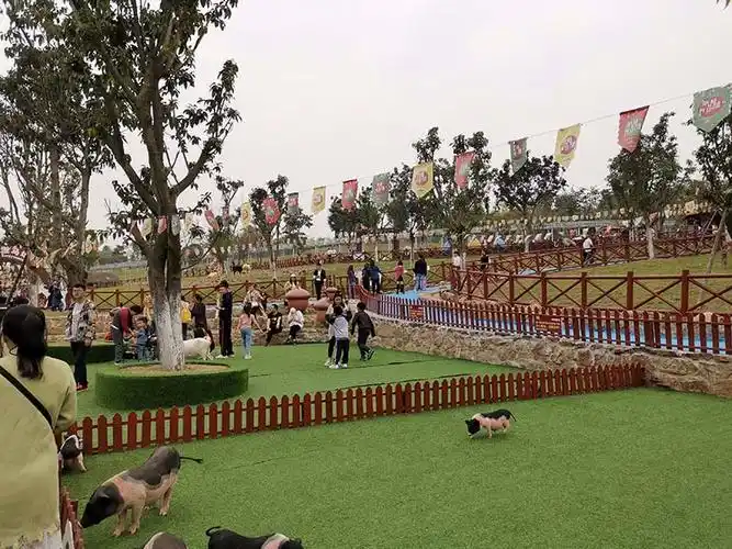 萌宠乐园加盟品牌浙江萌宠乐园加盟