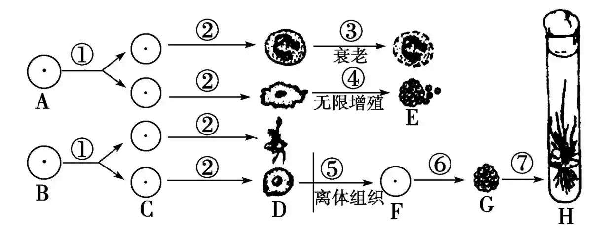 简笔画下图为人体细胞的分裂分化衰老和死亡过程的示意图新生到衰老的