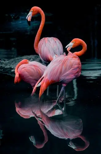 火烈鸟 - 自然类 摄影大赛2015 - 国家地理中文网