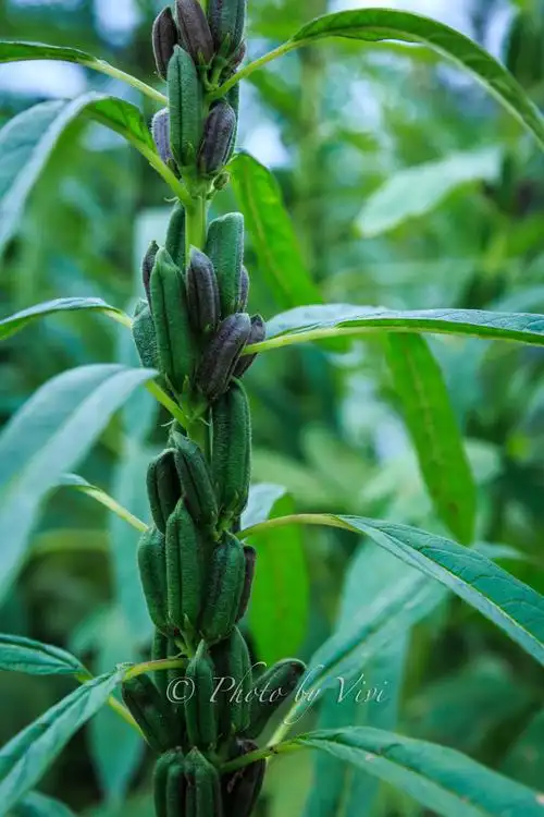 祝大家的事业,生活像这棵芝麻树一样: [嘿哈]生机勃勃[拳头]盈润饱满