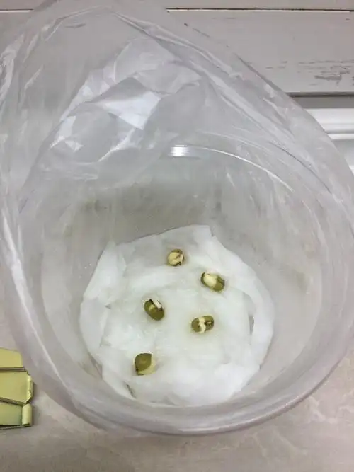 自我评定:种子的萌发与空气有关,但杯6(封闭空气)却五颗全都发芽了