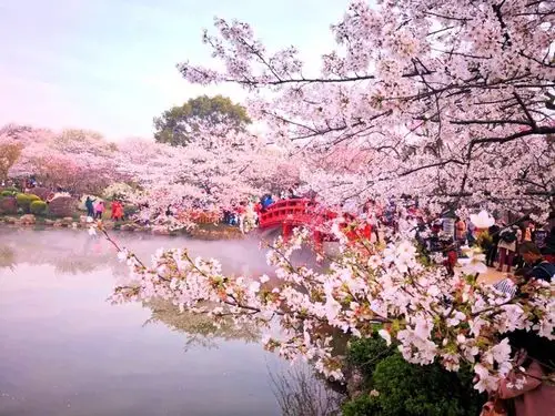 【首发】三月的武汉,是一片樱花烂漫的世界