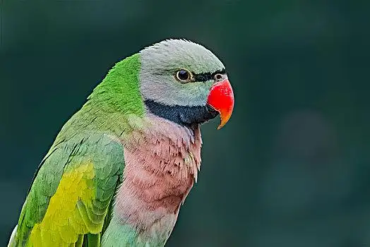 生态红嘴虎皮鹦鹉鸟特写