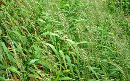 茅草箭为常见的清热凉血药煎汤服用有凉血咳嗽的功效