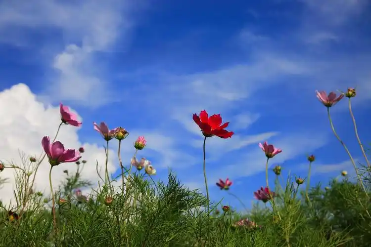 蓝天白云下的美丽格桑花壁纸