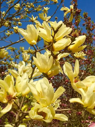 盛开时的广玉兰!(黄色)