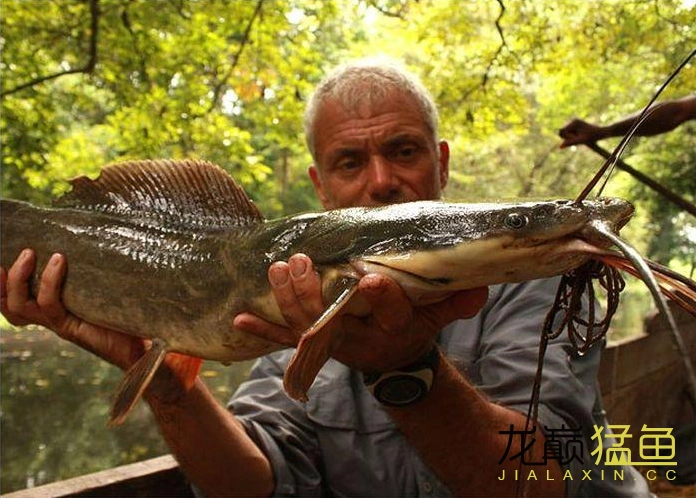 让我们来认识一下[杰瑞米·瓦德] - 猛鱼玩家 - 龙巅猛鱼