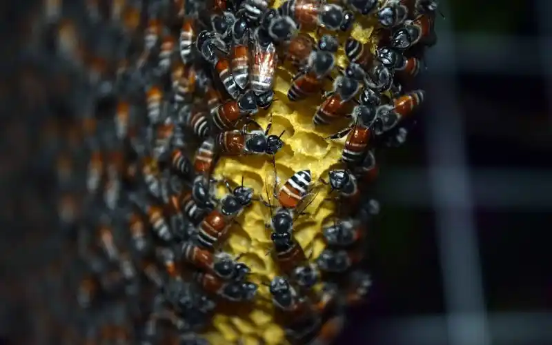 许多蜜蜂,蜂窝,蜂蜜 桌布 - 2880x1800